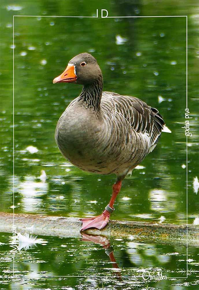 Fotografija 9. poglavlja, divlja guska na rijeci